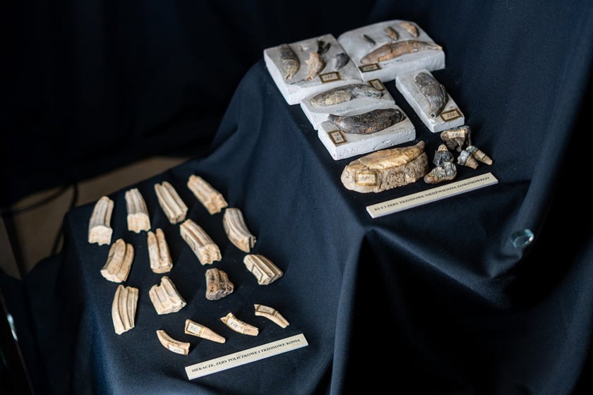 Wystawa Artificalia, naturalia, exotica w Muzeum Archeologicznym we Wrocławiu